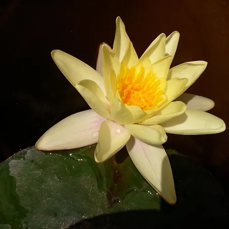 Hotel Hermosa Ischia